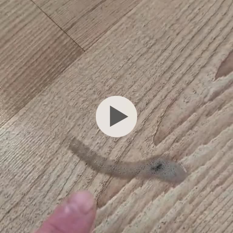 İlk Günden Arızalı Dyson Robot Süpürge İçin Koşulsuz Değişim Talebi