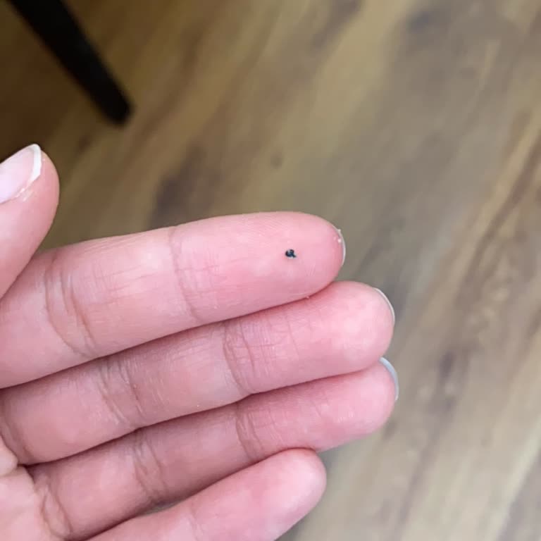 Ülker Probis Bisküvi İçinde Plastik Parça Bulunması Gıda Güvenliği Endişesi