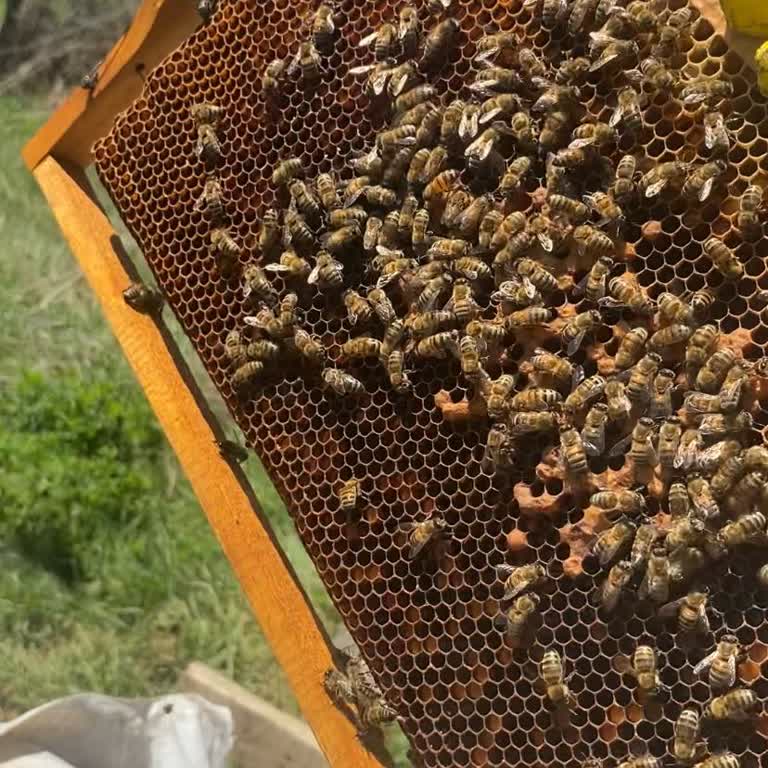 Gen Firmasından Aldığım Paket Arı Yoğunluğu Eksik Ve Cevapsız