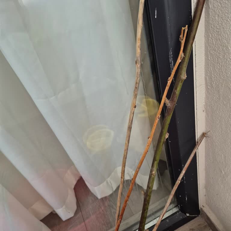 Sipariş Edilen Fidanlar Kuru Ve Ölü, Destek Hattı Cevap Vermiyor