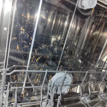 3 Aylık Bulaşık Makinesinde Küflenme Ve 8000 TL Servis Ücreti