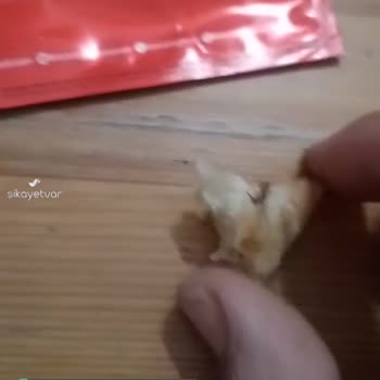 Kırçiçeği Restaurant Yemekten Hamam Böceği Çıktı!