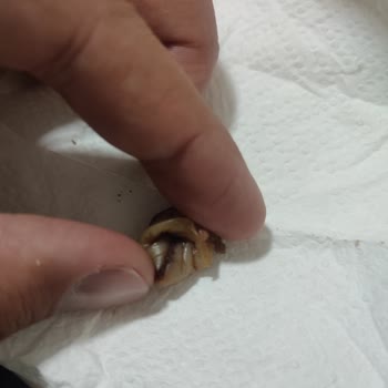 Köfteci Yusuf Kavurmalı Tosta Hijyen İhlali Ve Sağlık Riski