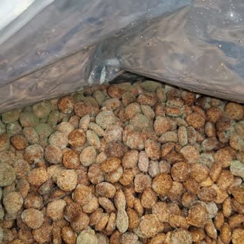 Küflü Köpek Maması, Köpeğimin Sağlığını Tehlikeye Attı Ve Firma Cevapsız