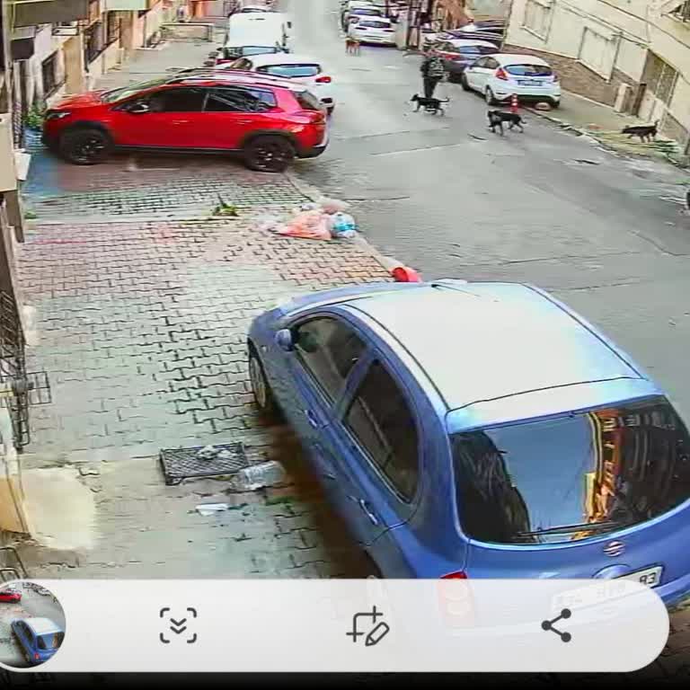 Şemsipaşa Mahallesi 9. Sokakta Başıboş Köpekler Çocukları Tehdit Ediyor