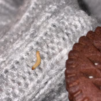 Eti Nero Ürününde Kurt Çıktı Hijyen İhlali