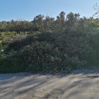 Yol Kenarına Atılan Zeytin Dalları Ve Çöpler Çevreyi Kirletiyor Ve Yangın Riski Yaratıyor: Düzenli Denetim Ve Önlem Talebi
