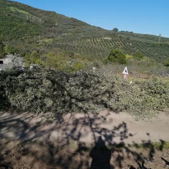 Yol Kenarına Atılan Zeytin Dalları Ve Çöpler Çevreyi Kirletiyor Ve Yangın Riski Yaratıyor: Düzenli Denetim Ve Önlem Talebi