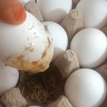 Kırık Ve Kurtlanmış Yumurta Teslimatı: Gıda Güvenliğinde Ciddi İhmaller