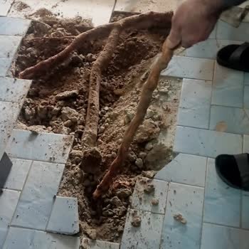 Ağacın Elektrik Hattına Yakın Düşme Tehlikesi Acil Müdahale Gerektiriyor