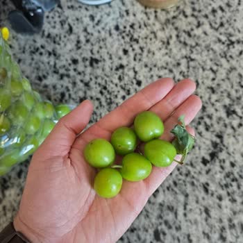 Instagram'dan Sipariş Edilen Papaz Erik Görsellerle Uyuşmuyor Ve İade Bekleniyor
