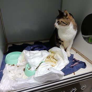 Mega Vet Veteriner Kliniği’nde Hijyen Ve Tedavi İhmalkârlığı