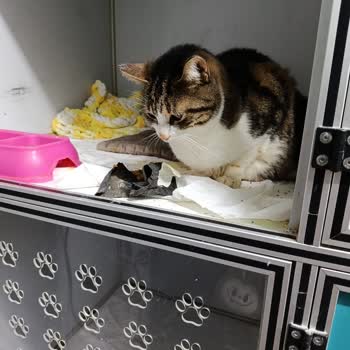 Mega Vet Veteriner Kliniği’nde Hijyen Ve Tedavi İhmalkârlığı