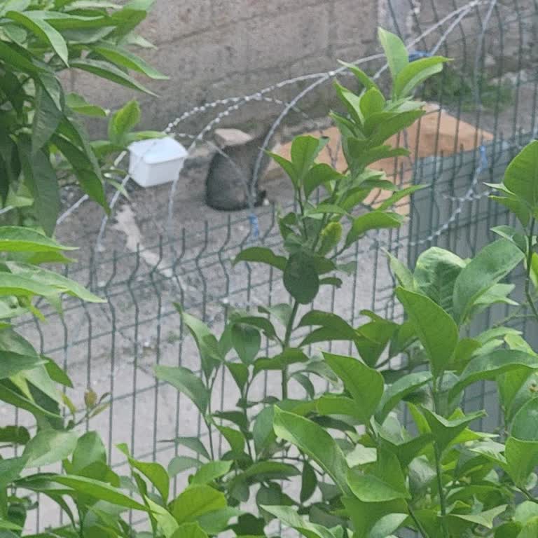 Sümer Mahallesinde Kontrolsüz Sokak Hayvanlarının Beslenmesi Ve Hijyen Sorunu