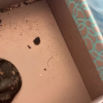 Kahve Dünyası Çikolatasında Kıl Bulunması, Hijyen Ve Güven Sarsıldı