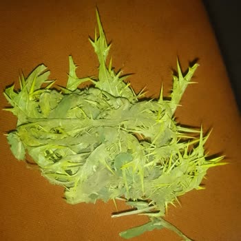Evcilal Satılan Çayır Otunda Dikenli Otlar Kobayları Tehlikeye Atıyor