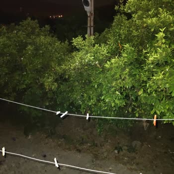 Altı Aylık Çözülmeyen Sokak Lambası Sorunu, Güvenlik Riskini Artırıyor