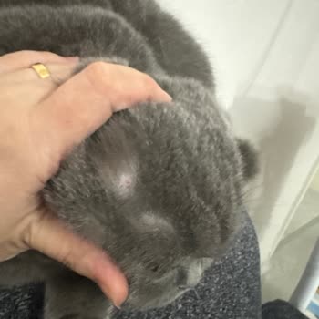 Royal Canin Kedi Maması Kedimde Kusma Ve Tüy Dökülmesine Neden Oldu