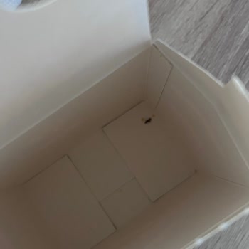 Barilla Penne Makarnada Böcek Bulunması: Sağlık Ve Güven Endişesi