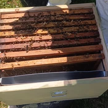 Ana Arı Gen Paketi Düşük Nüfus Ve Cevapsızlık