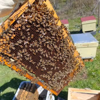 Ana Arı Gen Paketi Düşük Nüfus Ve Cevapsızlık