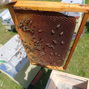 Ana Arı Gen Paketi Düşük Nüfus Ve Cevapsızlık