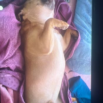 Promazin Ve Enjeksiyonların Sebep Olduğu Köpek Ölümü Ve Klinik Sorumluluk Reddi