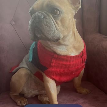 Promazin Ve Enjeksiyonların Sebep Olduğu Köpek Ölümü Ve Klinik Sorumluluk Reddi