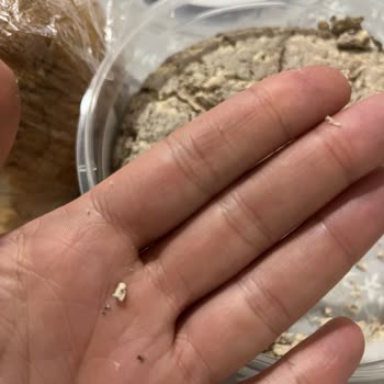 Ergül Pekmez Helvanın İçinden Plastik Bir Parça Çıktı
