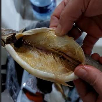 Tarih Geçmemiş Alabalık Ürünü Kötü Koku Ve Renk Değişikliğiyle Sağlık Korkusu