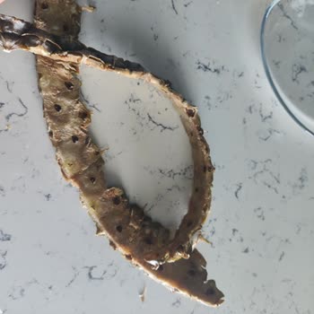 Ma Fruits Consultants Gülfruta Ananaslar Bozuk Çıktı