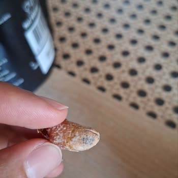 Harras Yer Fıstığında Küf Ve Sağlık Riski