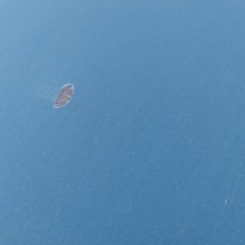 Defolu Ürün Ve Jelatinin Altındaki Büyük Atık