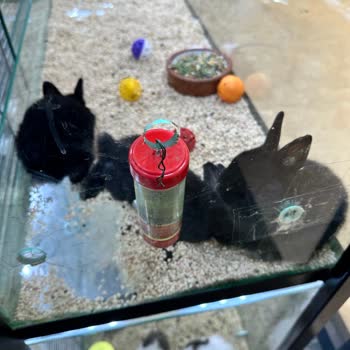 Hayvan Ölümü Ve Hijyen Eksikliği Kaba Personel Davranışı