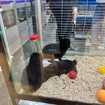 Hayvan Ölümü Ve Hijyen Eksikliği Kaba Personel Davranışı