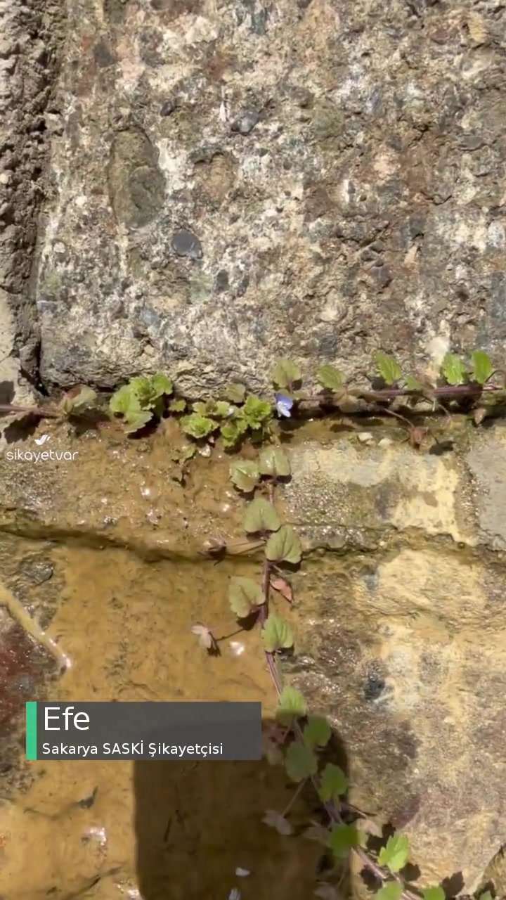 Sakarya Saski Temiz Su Kaçağı videonun kapak resmi