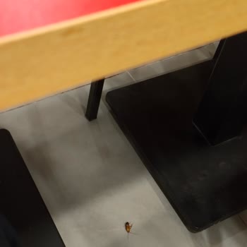 Şırnak Burger King’de Hijyen Sorunu Ve Ölmüş Hamam Böcekleri