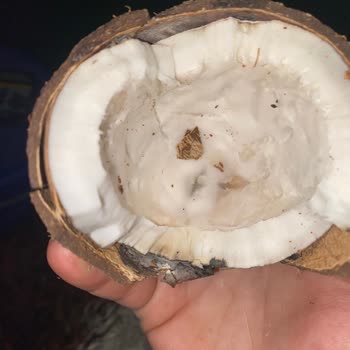 Makro Center Şubesinde Taze Olduğu Söylenen Hindistan Cevizi Bozuk Çıktı