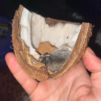 Makro Center Şubesinde Taze Olduğu Söylenen Hindistan Cevizi Bozuk Çıktı