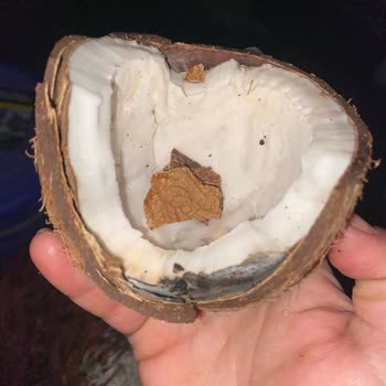 Makro Center Şubesinde Taze Olduğu Söylenen Hindistan Cevizi Bozuk Çıktı