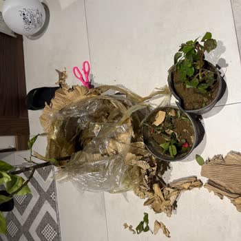 Kırık Fidanlar, Düşük Paketleme Ve Yanıltıcı Görseller