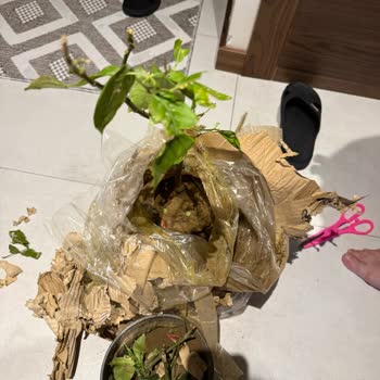 Kırık Fidanlar, Düşük Paketleme Ve Yanıltıcı Görseller