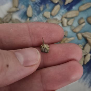 Çocuk İçin Tehlikeli Dikenli Çekirdek Gıda Güvenliği Sorunu