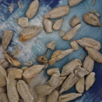 Çocuk İçin Tehlikeli Dikenli Çekirdek Gıda Güvenliği Sorunu