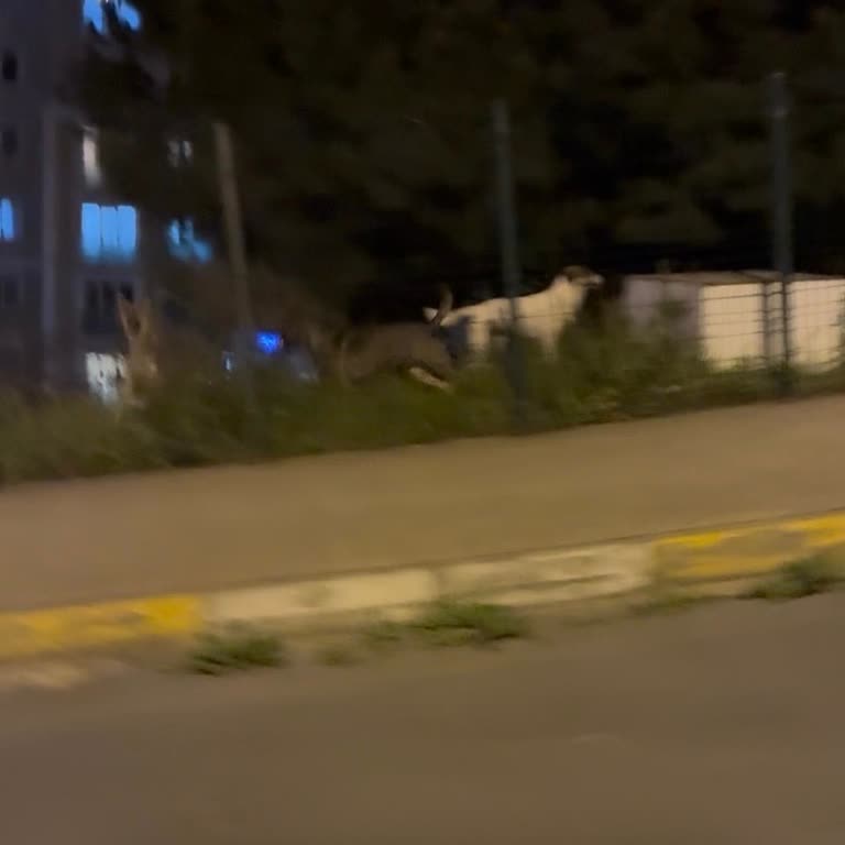 Handegül Sokak’taki Saldırgan Köpek Sürüsünden Acil Güvenlik Önlemi Talebi