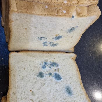 Metro Grosmarket'ten Aldığım Ekmeklerde Tekrarlayan Küflenme Sorunu