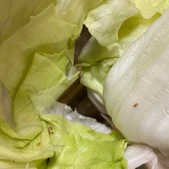 Böcekli Marul Ürünleri Ve Hijyen İhlali Nedeniyle Ücret İadesi Talebi