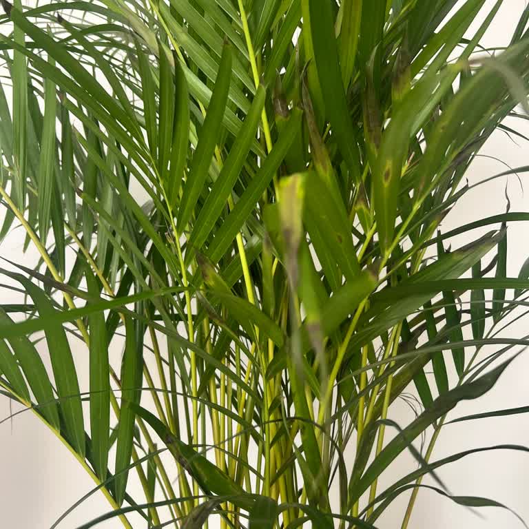 Aldığım Areka Palmiyesi Sağlıksız Ve Toprağı Küflü