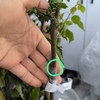 Açıklamalara Uymayan Ve Kuruyan Fidanlar İçin İade Reddi Ve Ücretsiz Değişim Talebi