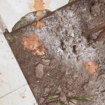 Nicky Kedi Maması Nedeniyle Kedilerde Ölümcül İshal Ve Ölüm